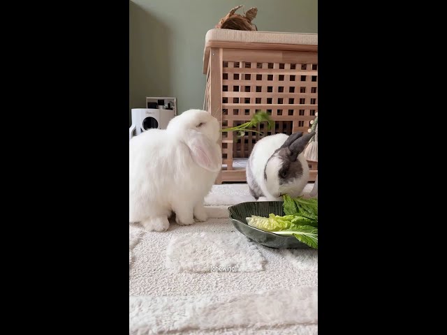 lunch time with the buns! 😍 @ronnietheminilop