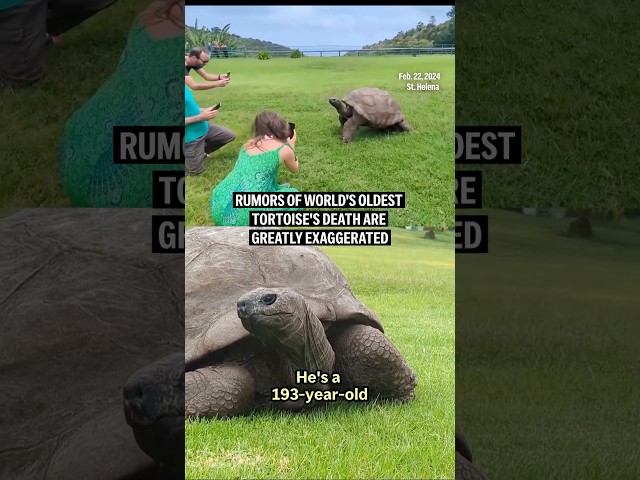 Rumors of world's oldest tortoise's death are greatly exaggerated