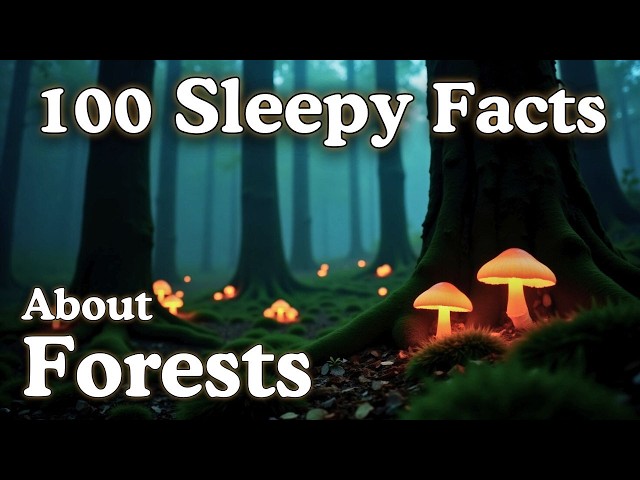 The Most Relaxing Forest Facts to Fall Asleep To — Dreamy Science