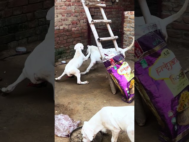 Demon The Dogo 👺😱 ##alphathedogo #dogcoach #dog #youtube #animals #pets #shorts #trending #canecorso