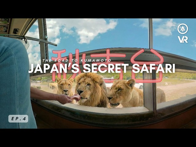 Feeding LIONS in Japan's Hidden Safari Park | Akiyoshidai Safari Land VR180