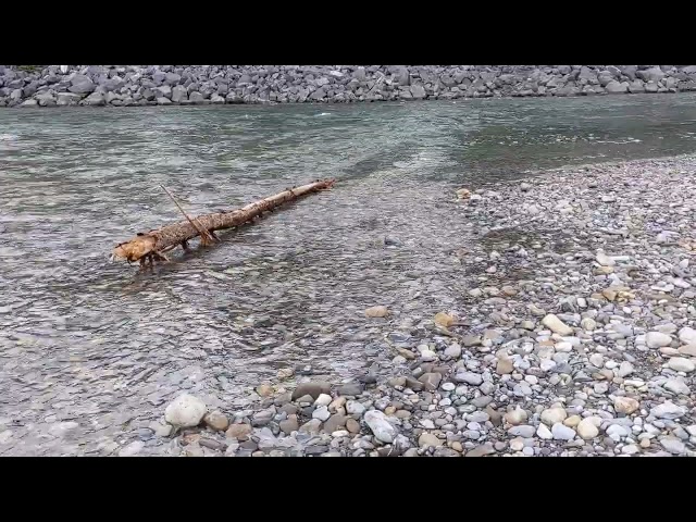 Canmore 4K Live Streams