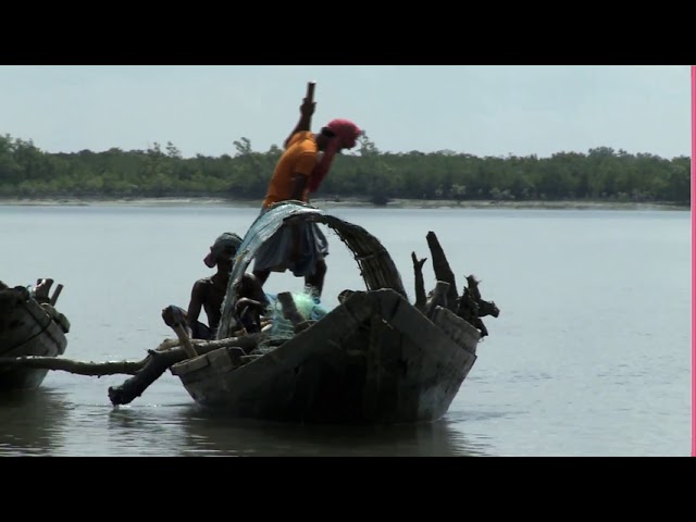 Livelihoods NEWS mangrove restoration project, Sundarbans, India