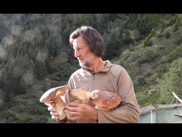 Porcini 2025 solo 'capelon'