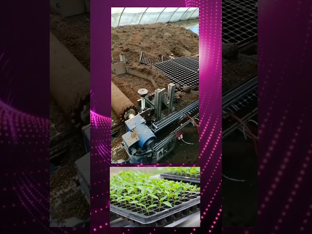 Automatic Nursery Tray Filling Machine in Action 🌱 | #FarmingTechnology #NurseryMachine #Innovation