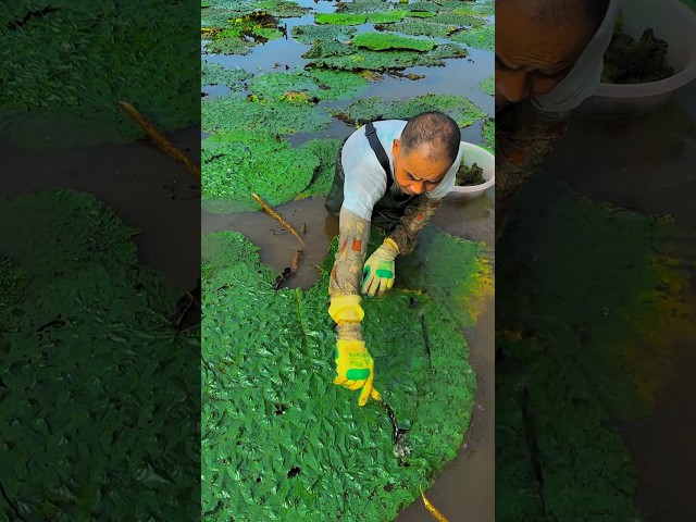 Beautiful natural Gorgon harvesting and rural life #nature #enjoy