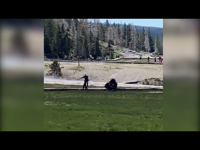 Bison charges tourists in Yellowstone