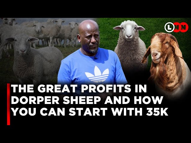 The Great Profits in Dorper Sheep Farming & How You Can Easily Start With Just 35K | LNN