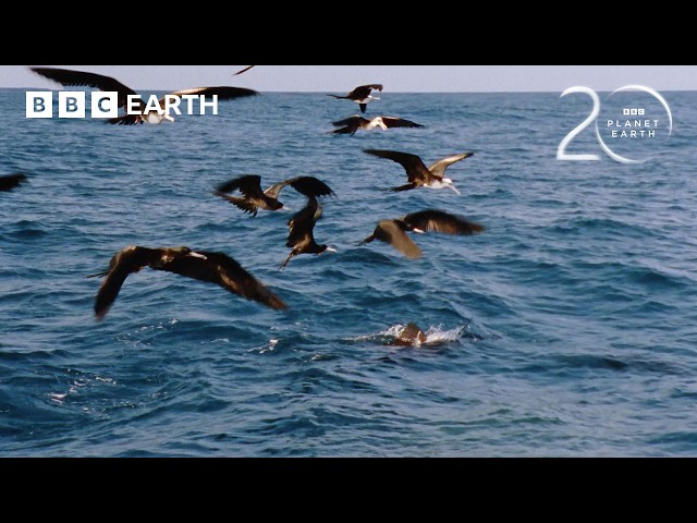 The Deadly Fish That Changes Colour to Hunt | 20 Years of Planet Earth | BBC Earth