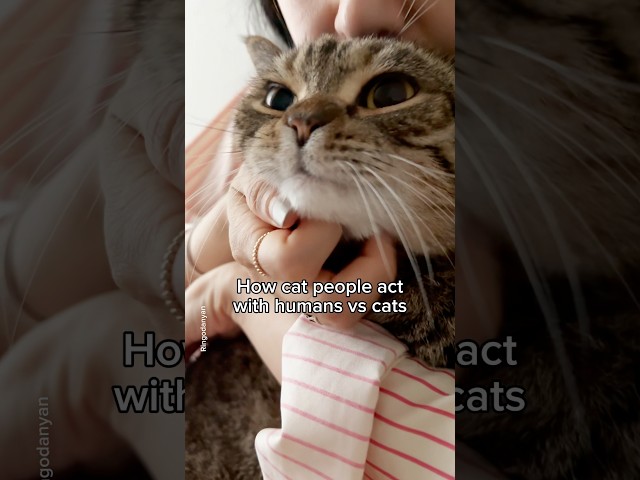 My wife treats our cats better than me😭 #shorts #cat #funny