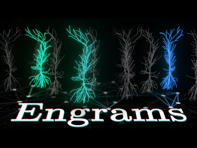 Building Blocks of Memory in the Brain