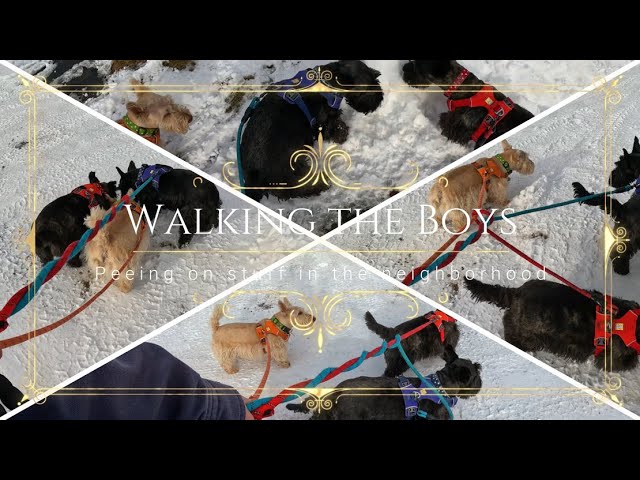 🐕🐶🐕Walking the Boys - Stratty, Peaty and Mac Roo 🐕🐶🐕