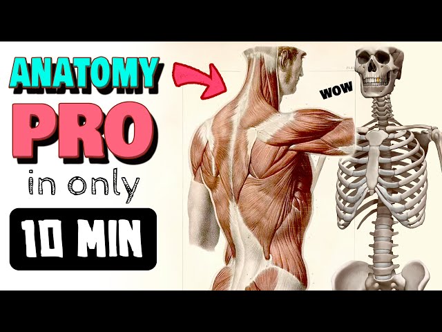 🧍 FULL BODY ANATOMY CRASH COURSE (for artists)