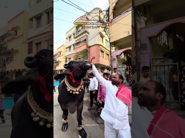 Laddu Yadav Sadar 2025 #yadav #sadar #ytshorts #trending