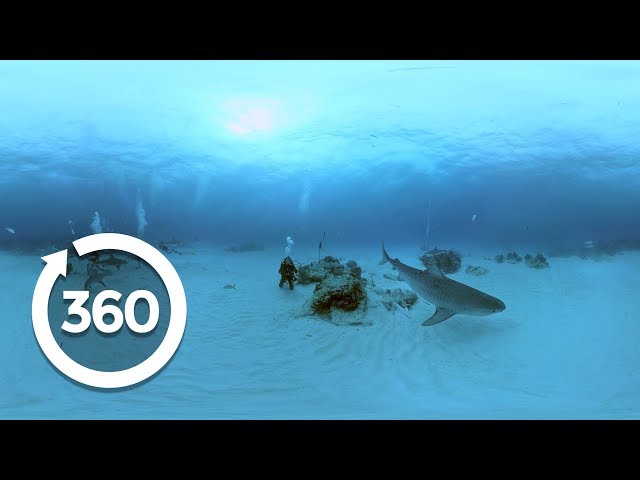 Understanding Sharks | Shark Week (360 Video)