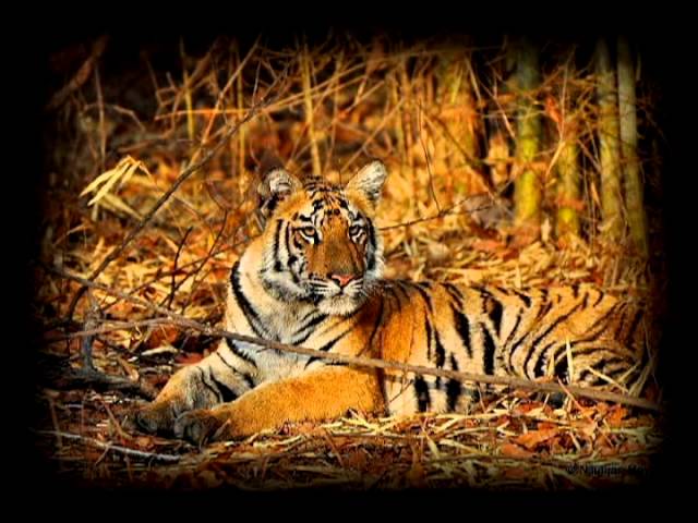 वाघ वाचवायला महाराष्ट्रचा ढाण्या वाघ लढतोय "Mr Raj Thackeray for 2014"