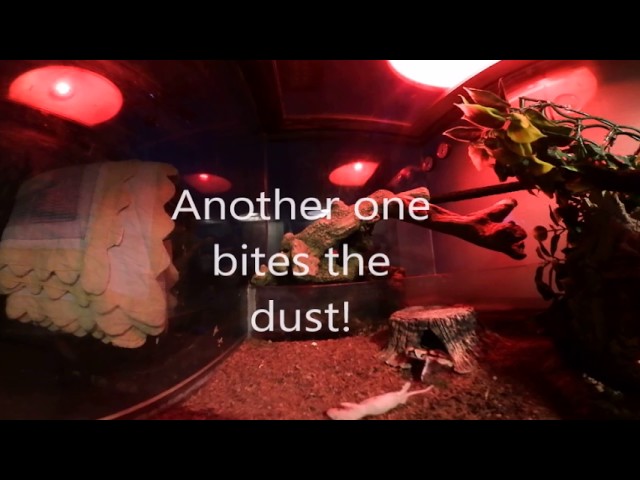 Watch Python Eat in 360 or Virtual Reality