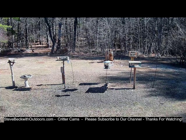Steve Beckwith Outdoors Live wildlife Cam Right Camera