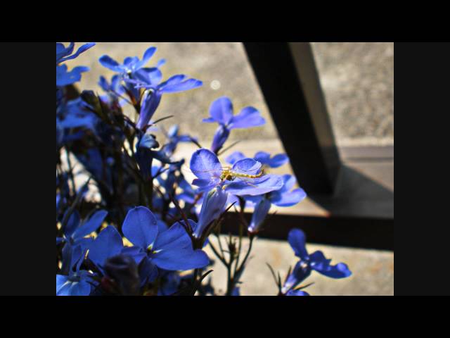 Vídeo de Fotografias - Fotos tiradas por Léo Mendes