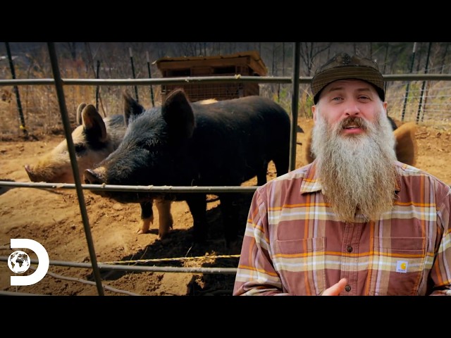 Matt Raney increases his herd of cattle to secure his future | Remote Living | Discovery Brazil