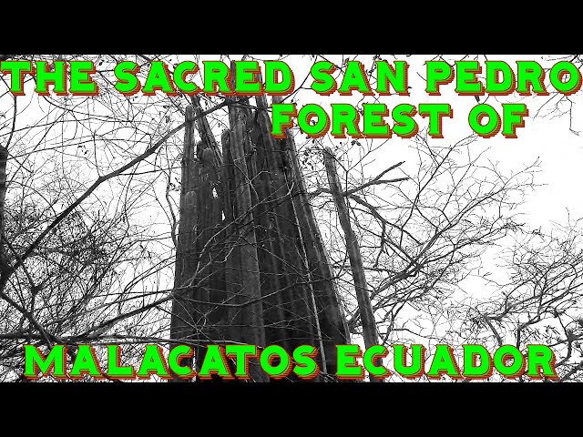 The Ancient San Pedro Forest of Malacatos, Ecuador