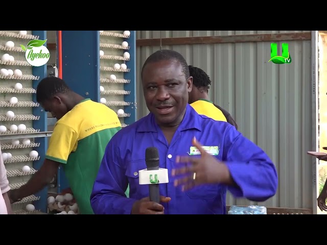 AYEKOO: I USED TO SLEEP AT MY POULTRY FARM WHEN PROBLEM ARISES, BUT WITH PERSEVERANCE I HAVE SUCCEE