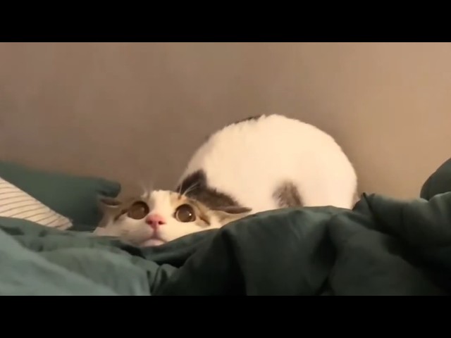 UNUSUAL MEMES COMPILATION V337