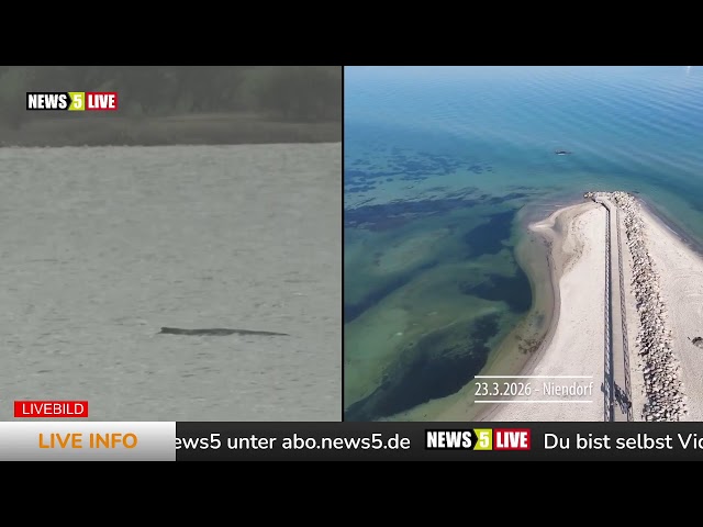 LIVE: Buckelwal "Hope" vor der Insel Poel - Tag 15 -