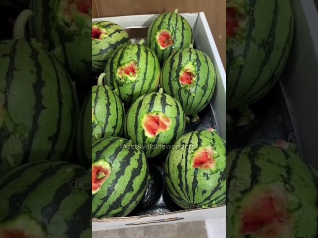 Funniest Animal Moments Caught on Camera | Try Not to Laugh Challenge 2025 🐶🐱