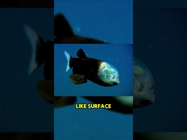 Wir haben kaum gesehen, was in der Tiefsee lebt #Ozeangeheimnis