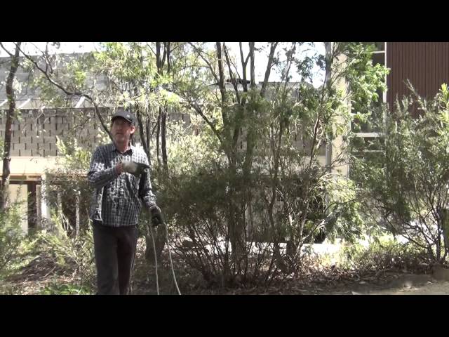 Herbarium field collecting throw ropes Eucalyptus