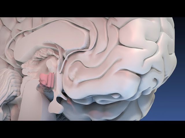 Neuroanatomy│Hypothalamus│Brain 3D Animation │Damir del Monte & Team │ Encephalon Hirnwelten