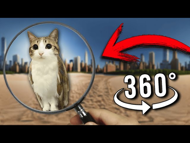 FIND Meowl | Finding Challenge 360º VR Video
