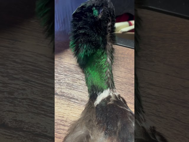 How’d I do on my first mount?