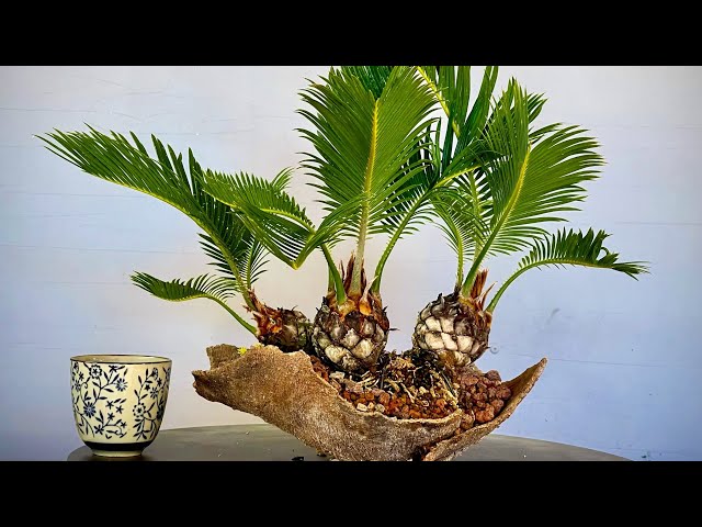 Breaking the Rules of Bonsai? The Unbelievable Triple Cyca Composition 