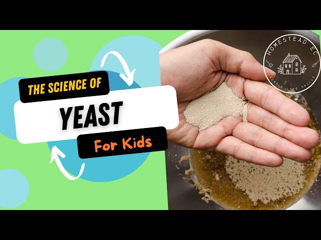 The Science of Yeast | How Yeast Works in Bread-Making