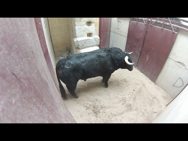 Impresionante llegada a toriles de Pompito, ganadería Valdefresno, mañana del 25 de Junio San J