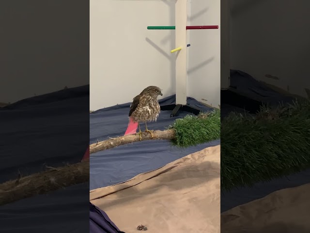 Swingin' Sharp-Shinned Hawk | Living Sky Wildlife Rehabilitation