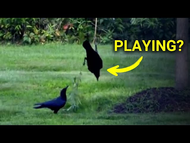 5 Times Crows Were Way Too Clever 🧠