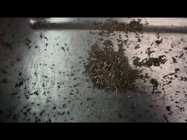 Only This Many Worms in 5 Gallon Bucket of Castings Using Electric Sifter #12 Screen