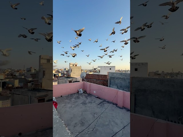 Kake uncle's hobby #kabootarbazi #kabootar #birds #shortfeed #shorts #short #youtubeshorts #viral