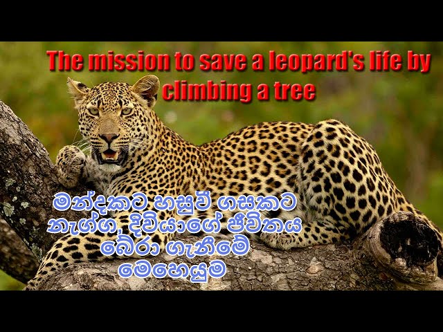 The Mission to save a Leopard's life by climbing a tree