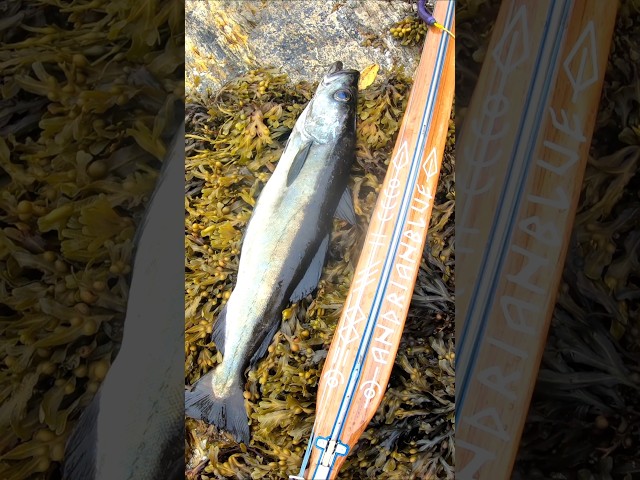 Spearfishing Norway🎯 #spearfishing