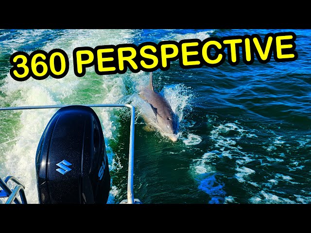 Dolphins 1/22/26 Long 360 Cam