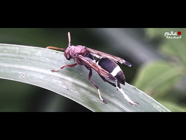 هذه القراد أكل الرجل وهو لا يزال حيا تقريبا، إزالة مئات القراد !!!