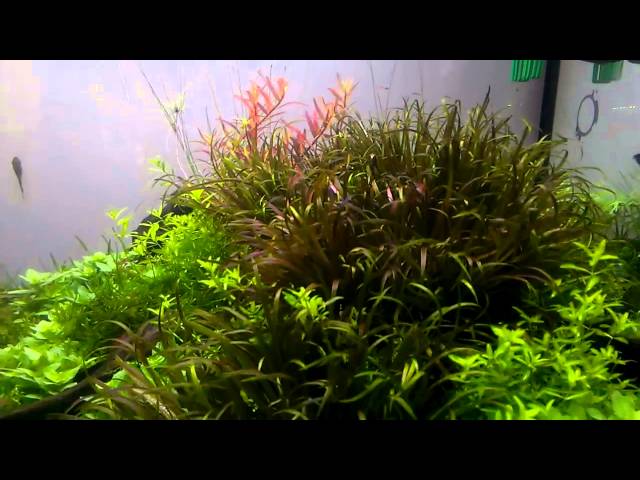 Part of my underwater dream garden -1