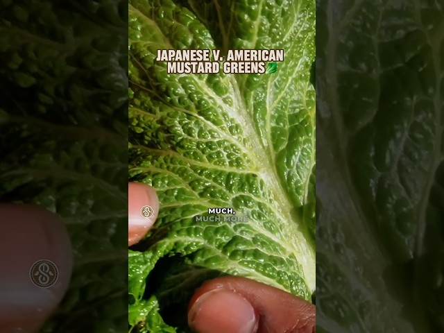 🥬 What Makes Japanese Mustard Greens SO Different?