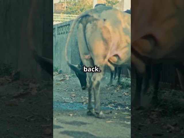 Why Bulls Get Aggressive & How to Survive | @TheFactsFalls