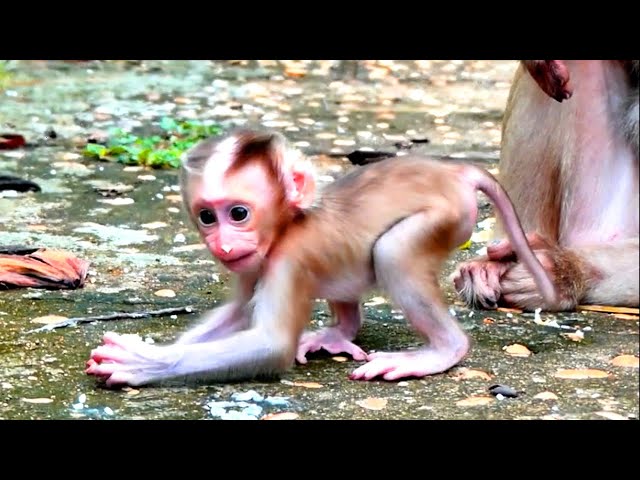 Little baby monkey Mora is hungry for food - he tries to grab some food by himself