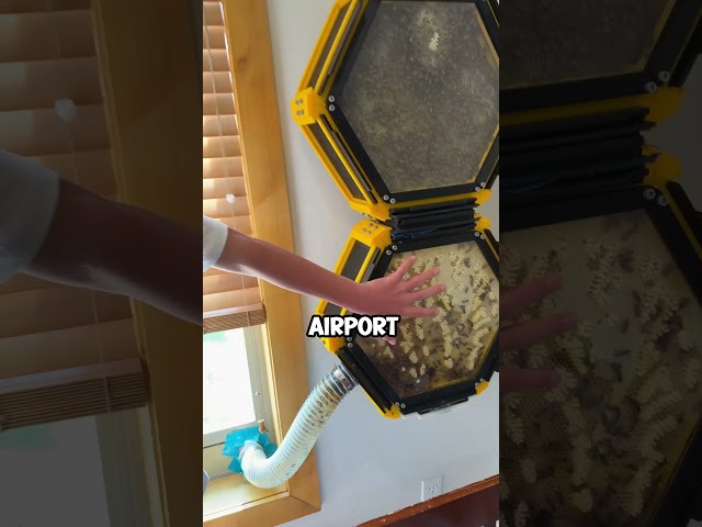 Innovative 3D printed beehive @BryanMarkTaylor